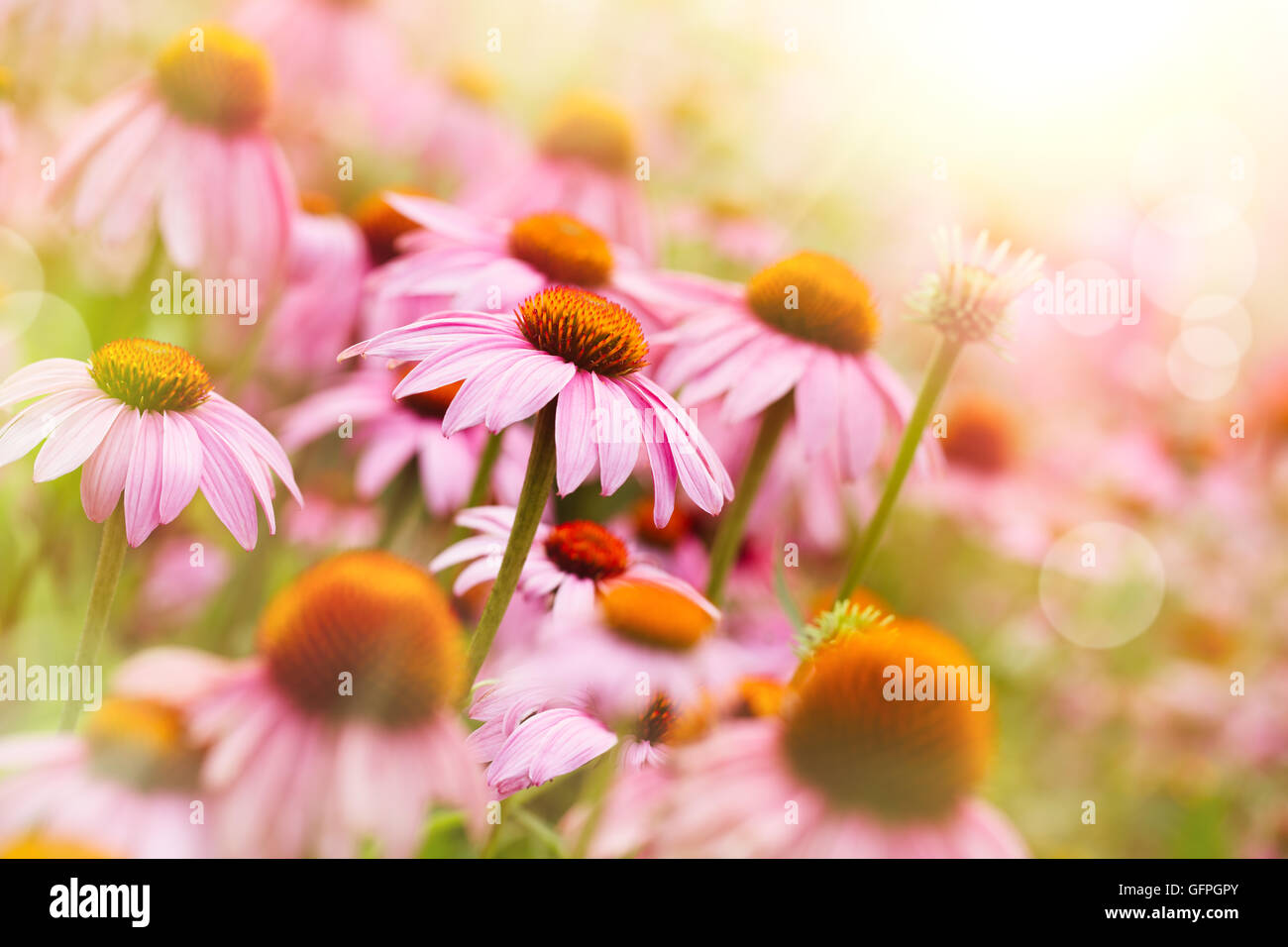 Red coneflowers or purple coneflowers in the sunlight. Shallow Dof. Stock Photo