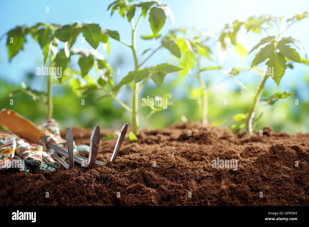 Gardening tools and tomato seedlings in the field Stock Photo
