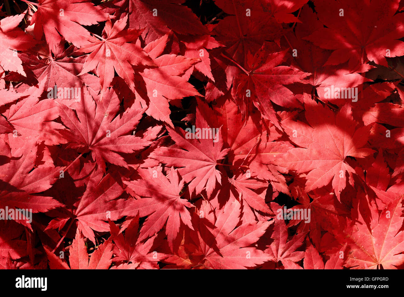 Autumn maple leaves background Stock Photo