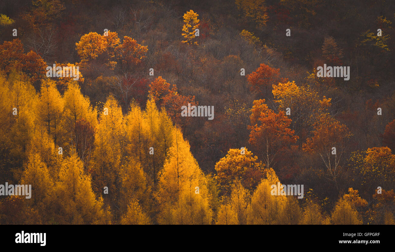 The changing of the leaves on mountain Stock Photo