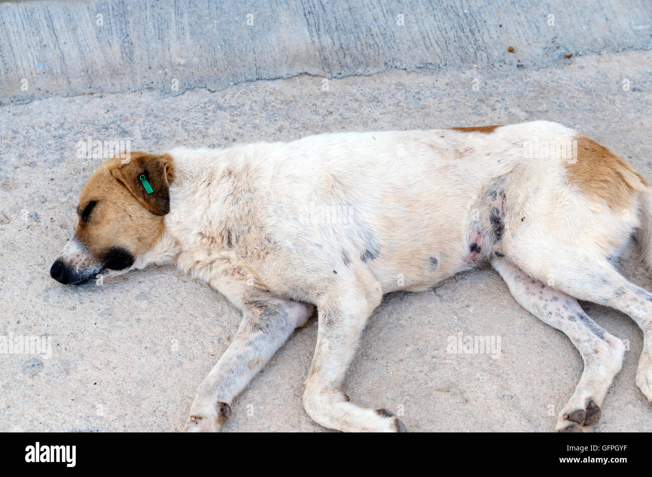 Street dog with KAPSA clip in its ear to show that it has been neutered and immunised, Kalkan, Turkey. Stock Photo