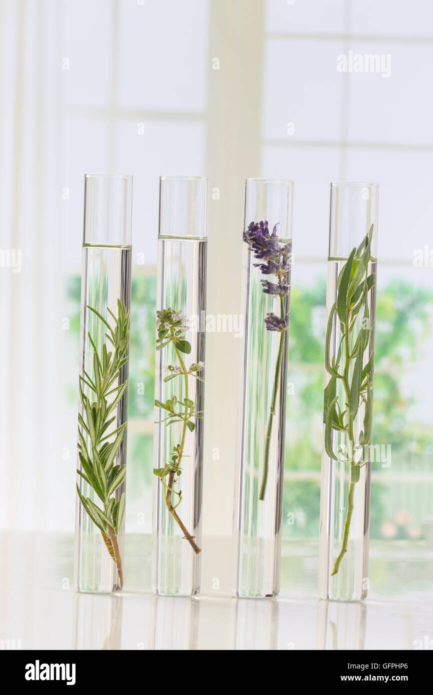 Flowers and plants in test tubes Stock Photo