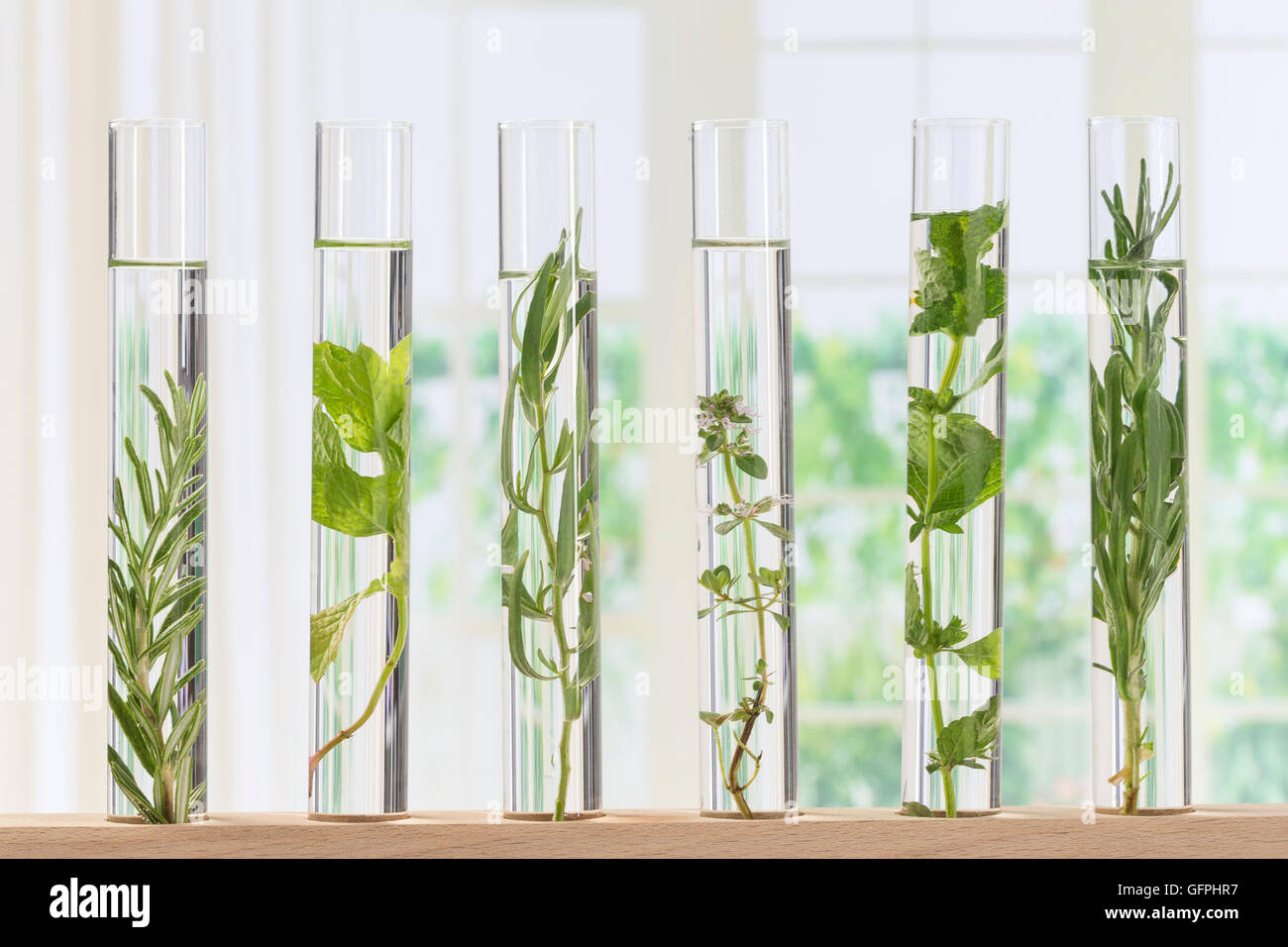 Flowers and plants in test tubes Stock Photo