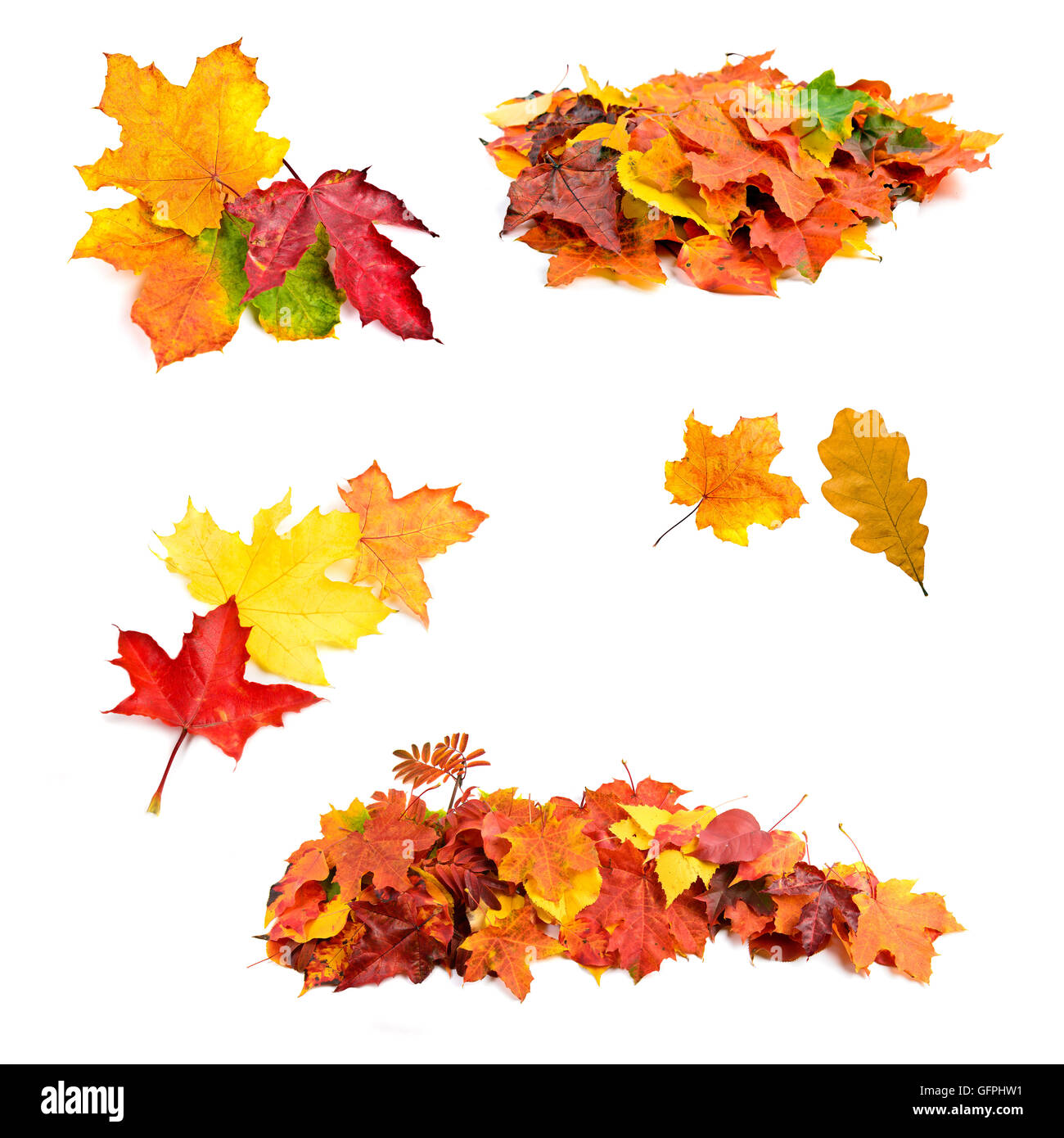 collection beautiful colorful autumn leaves isolated on white background Stock Photo