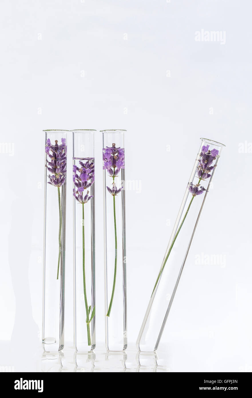 cosmetology lab Lavender Flowers in test tubes Stock Photo Alamy