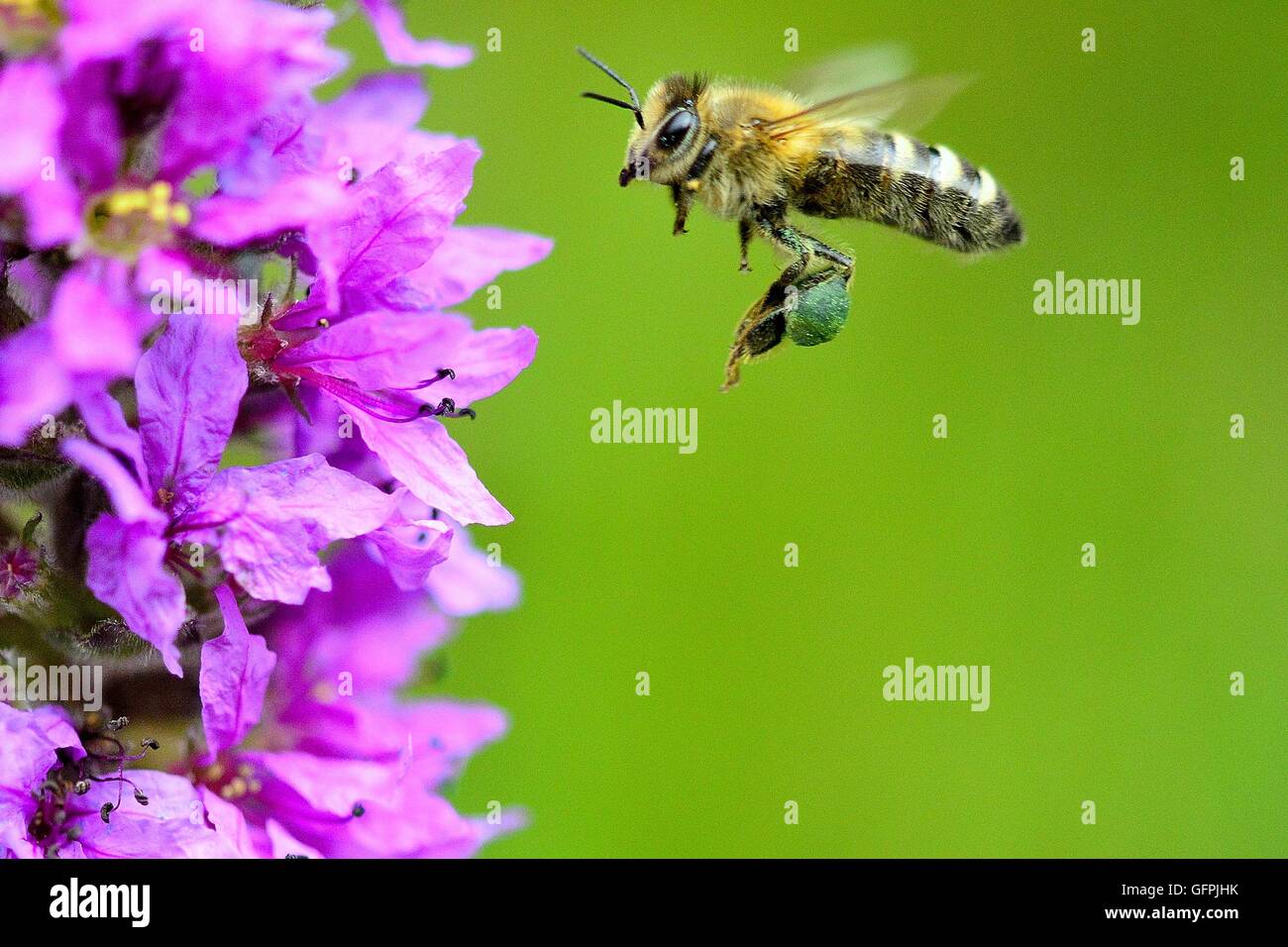 A Macro photo of a Honey bee flying to a purple woodland flower. Stock Photo