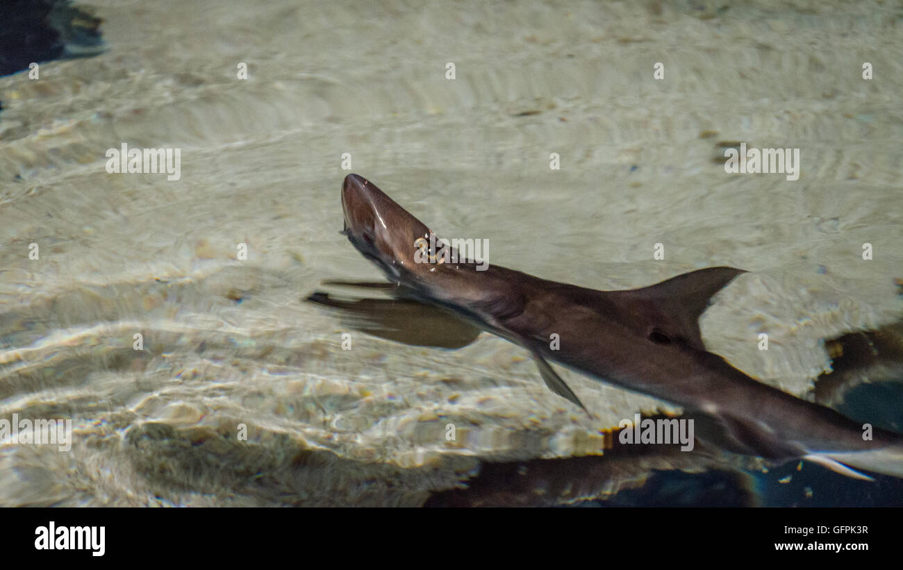 How to touch a shark How to touch a shark