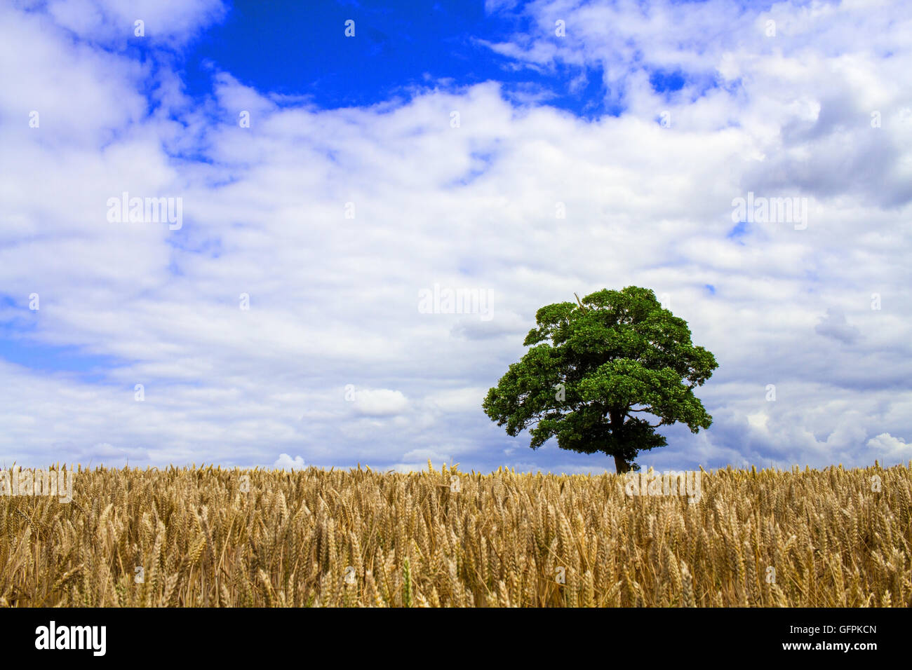 Tree stands alone on a Summers day in an English Cornfield Stock Photo