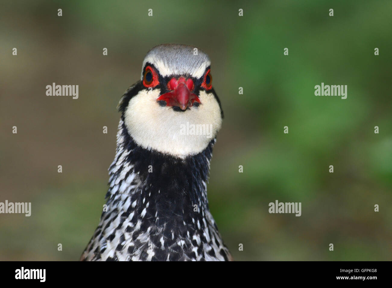 The face and head of a red-legged partridge UK Stock Photo