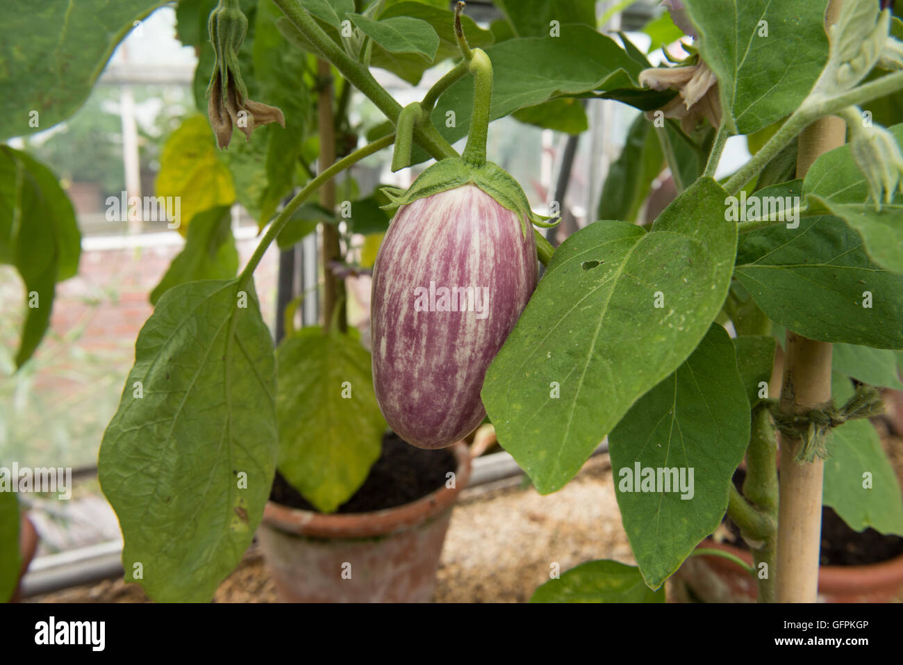Featured image of post Easiest Way to Make Eggplant Uk