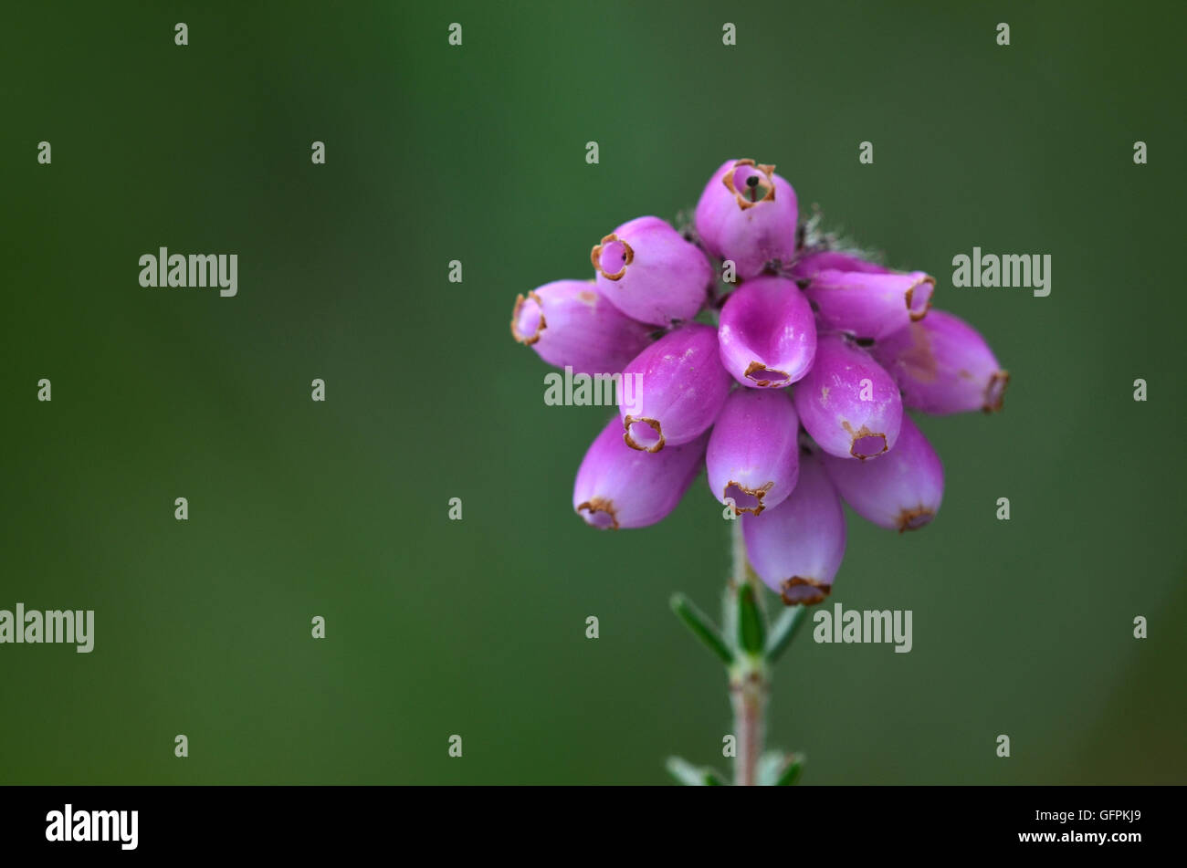 The flower of cross-leaved heath heather UK Stock Photo