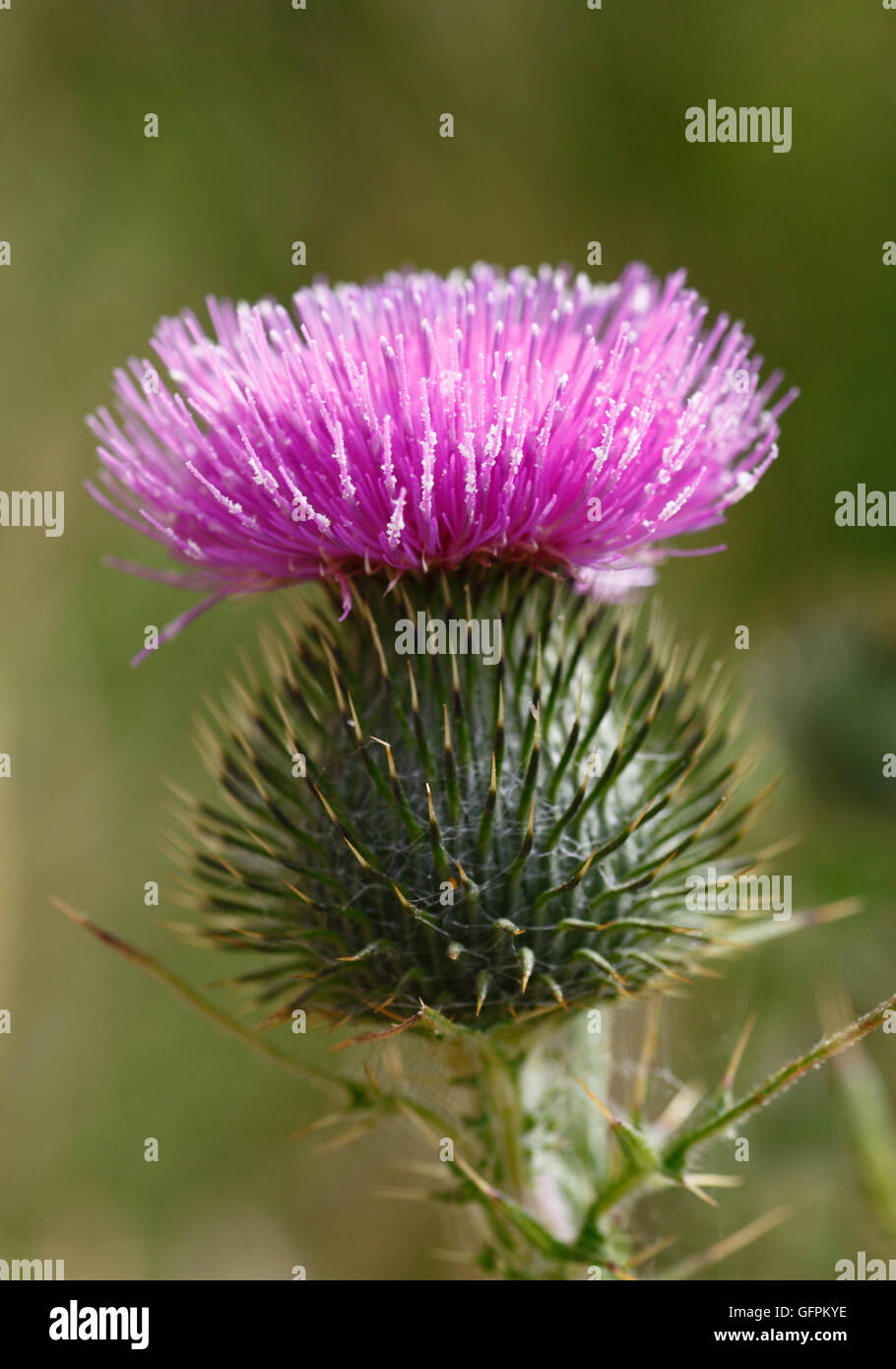 Thistle flower head. Stock Photo