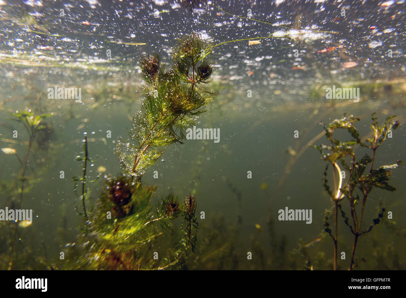 Freshwater underwater scene Freshwater fish rivers and lakes Swamp