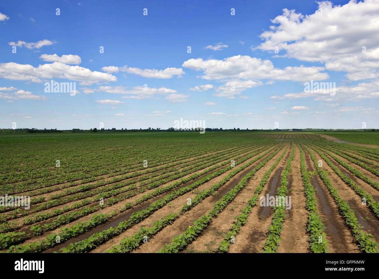 Soybean fields young plants hi-res stock photography and images - Alamy