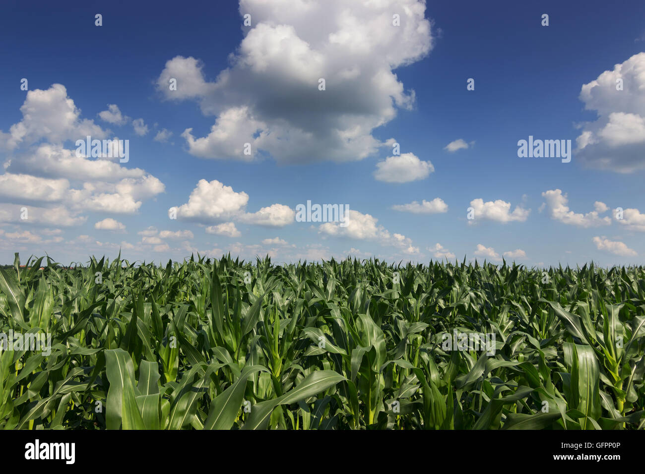 Green corn field, blue sky on summer day. Corn Field. Green field with ...