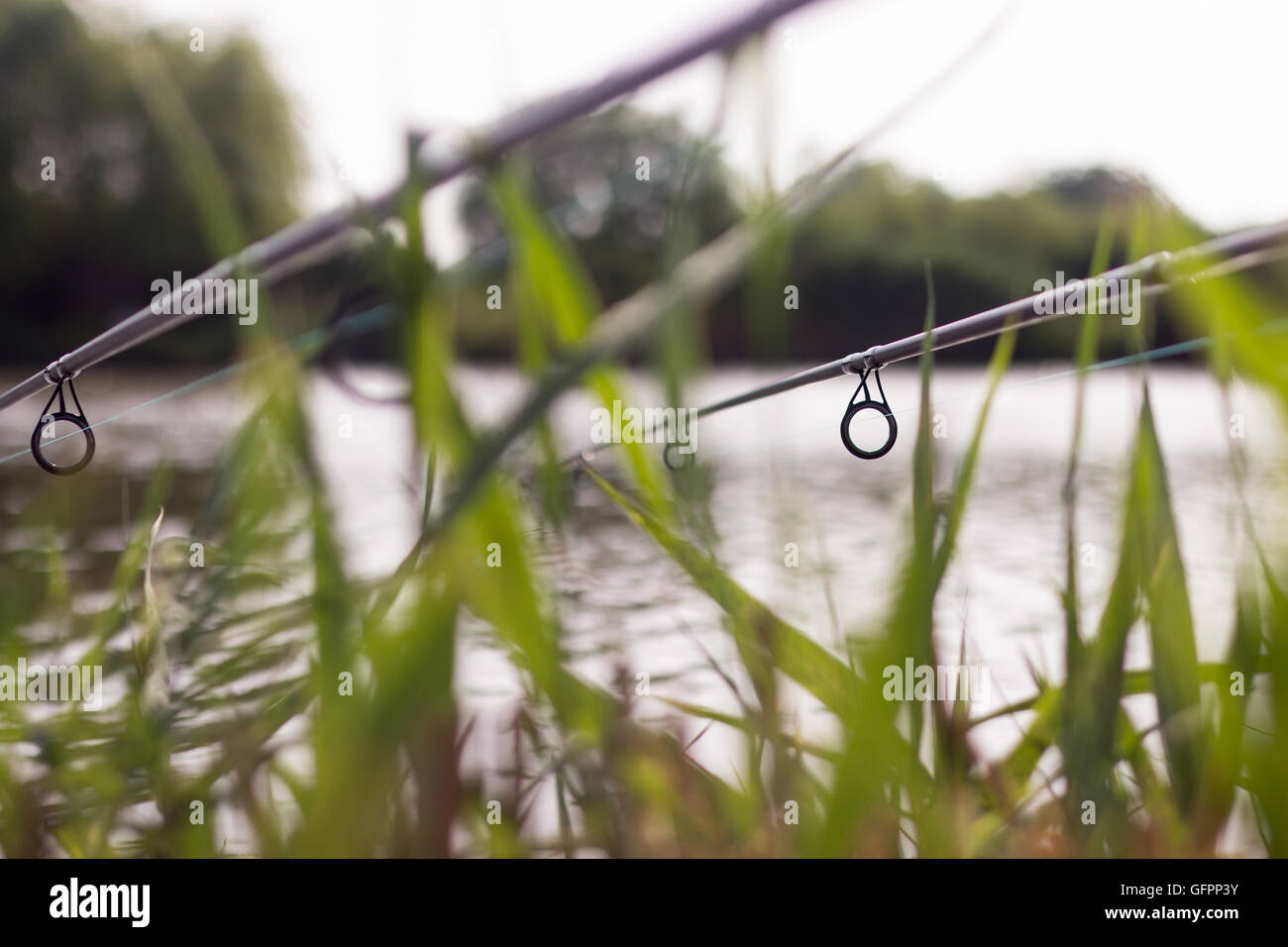 Carp fishing rods Stock Photo - Alamy