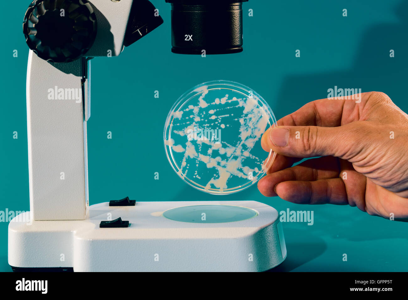 Petri dish hires stock photography and images Alamy