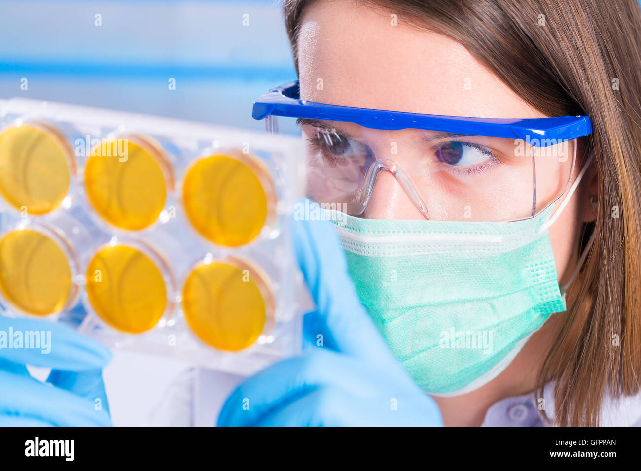 Girl technician in a medical laboratory,  and petri dish Stock Photo