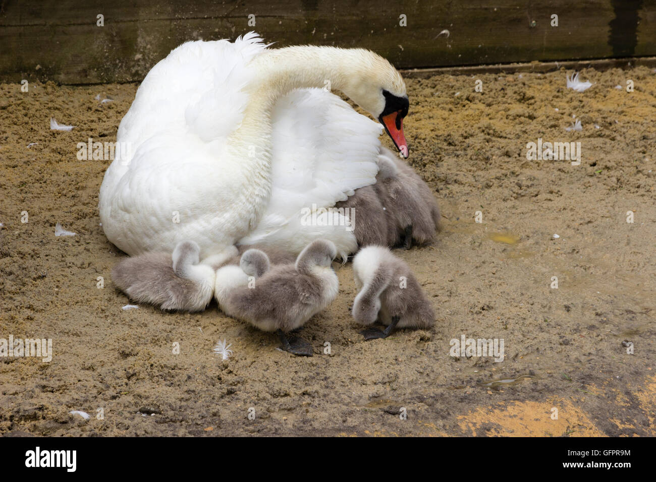 Parent and cygnets of the mute swan, Cygnus olor Stock Photo