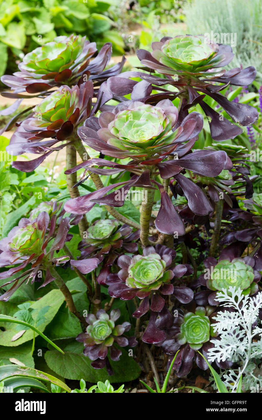 Dark, succulent leaves surround a greener central leaf rosette in the Canary Island tree aeonium, Aeonium arboreum Atropurpureum Stock Photo