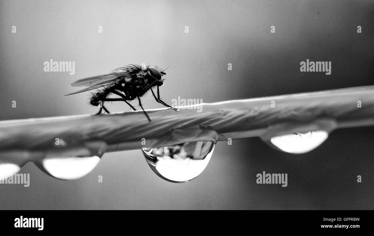 Fly on a washing line in the rain Stock Photo - Alamy