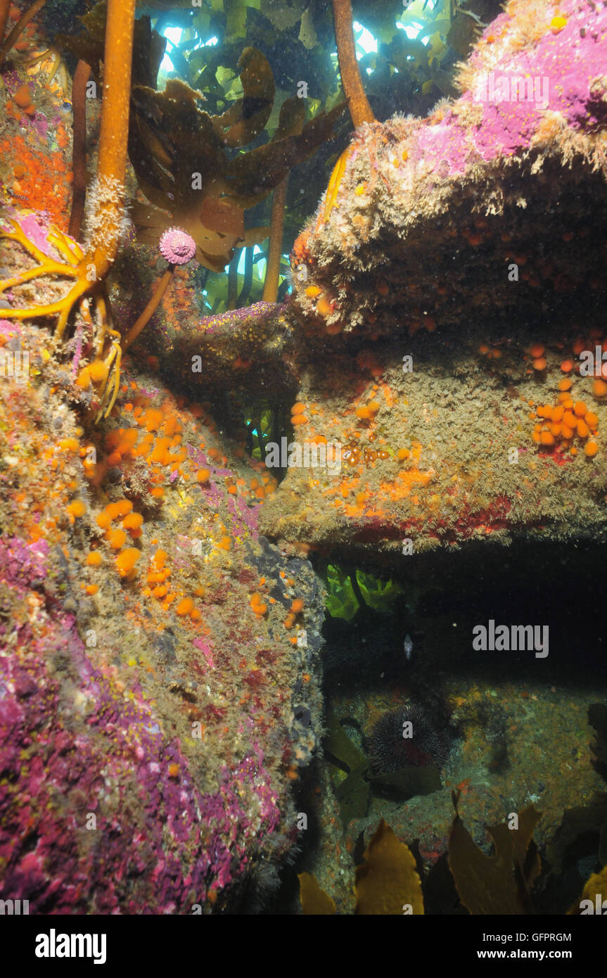 colorful rocky reef kelp canopy pacific ocean Stock Photo