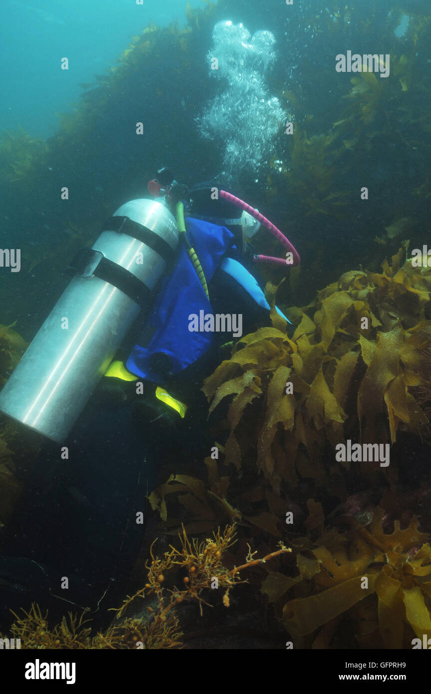 Scuba diver with aluminium air tank at steep wall covered with kelp forest of Ecklonia radiata. Stock Photo