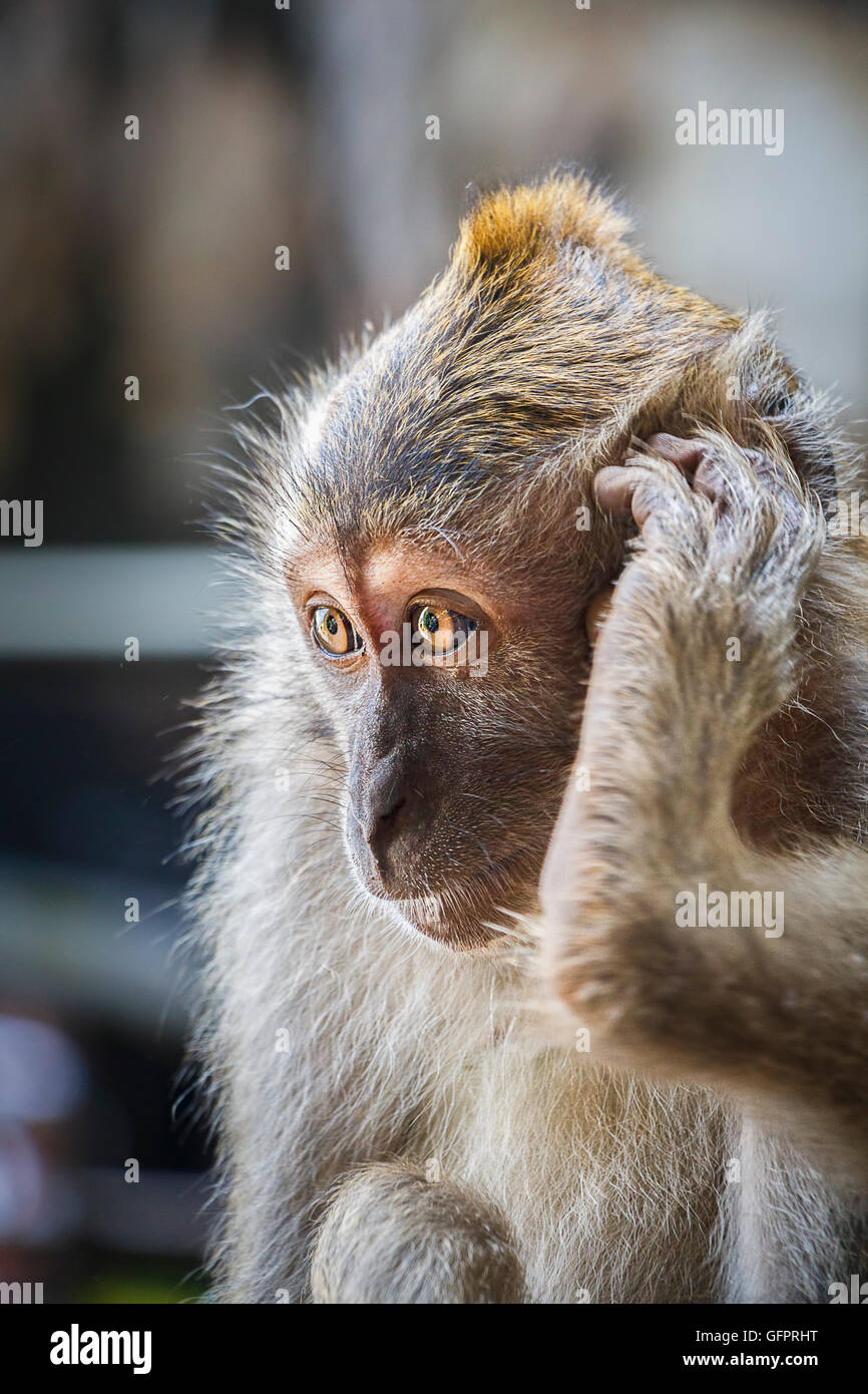 Macaque Monkey with his foot by his ear, as if answering the telephone Stock Photo
