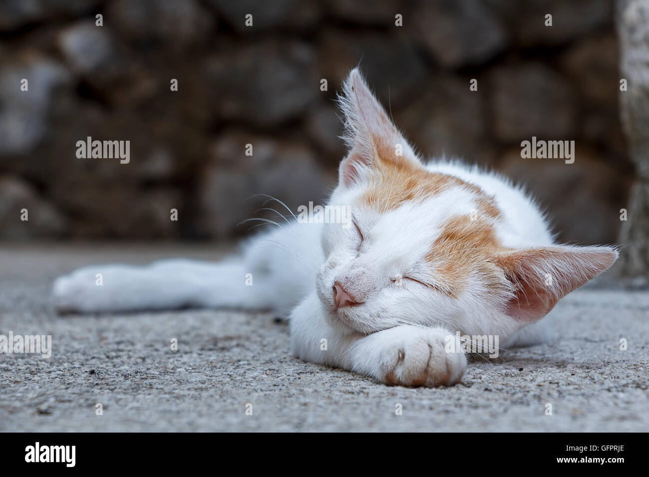 Shot of a young cat sleeping Stock Photo - Alamy