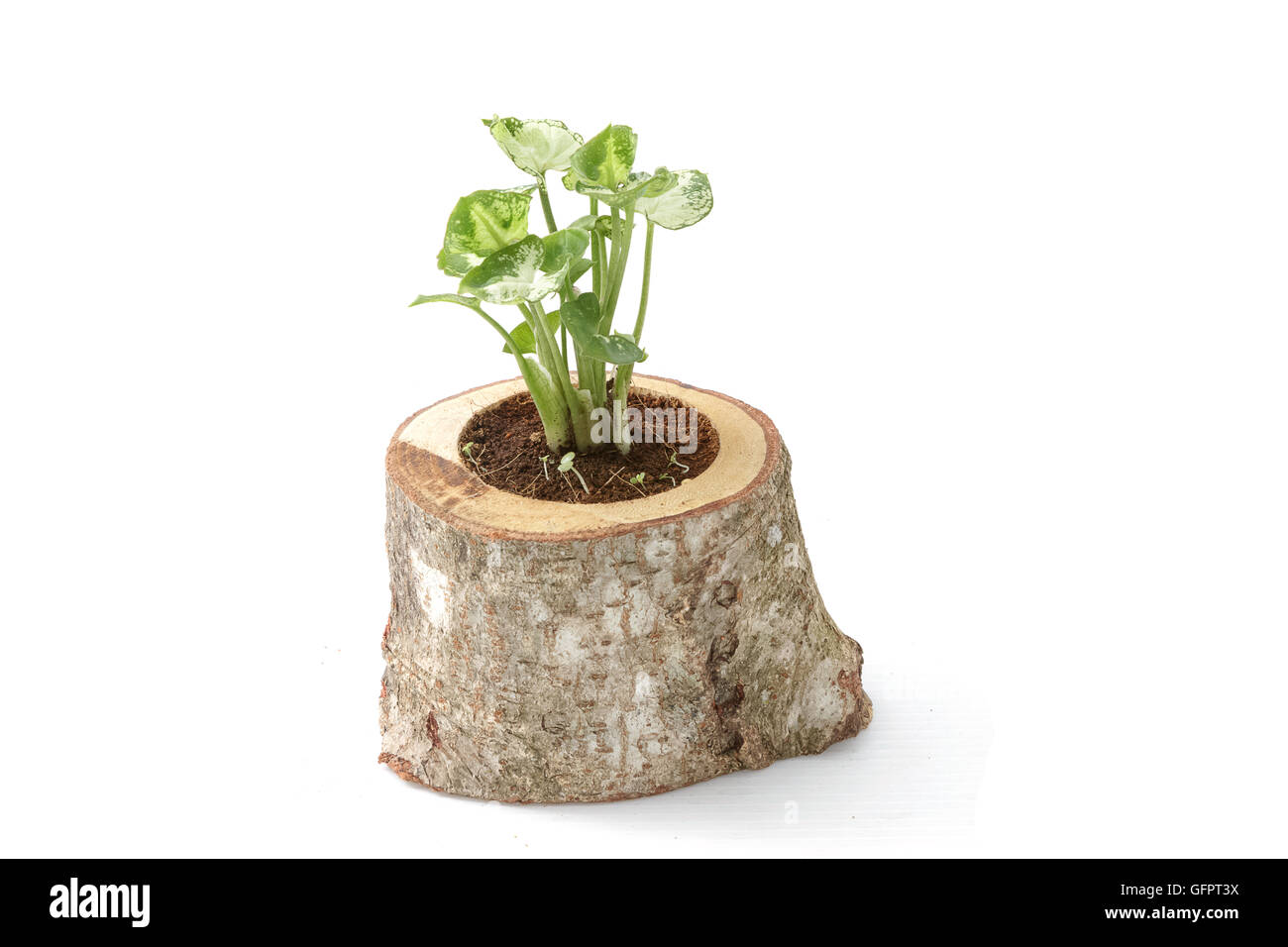 House plant in potted isolated on white background Stock Photo - Alamy