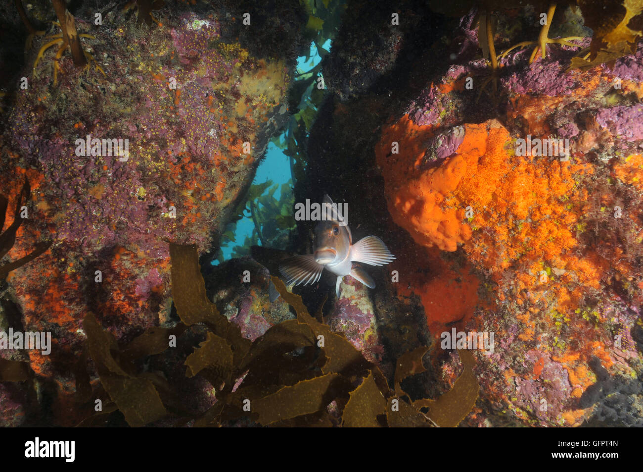 Red moki colorful shallow water rocky reef  under kelp forest Stock Photo