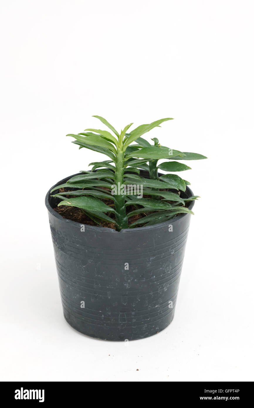 House plant in potted isolated on white background Stock Photo - Alamy