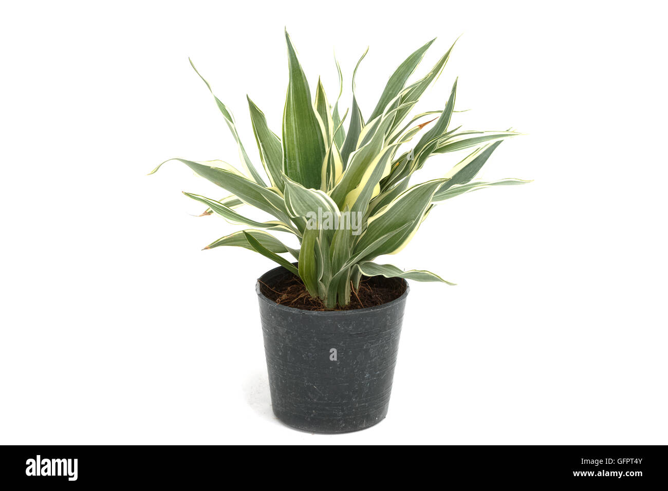 House plant in potted isolated on white background Stock Photo - Alamy