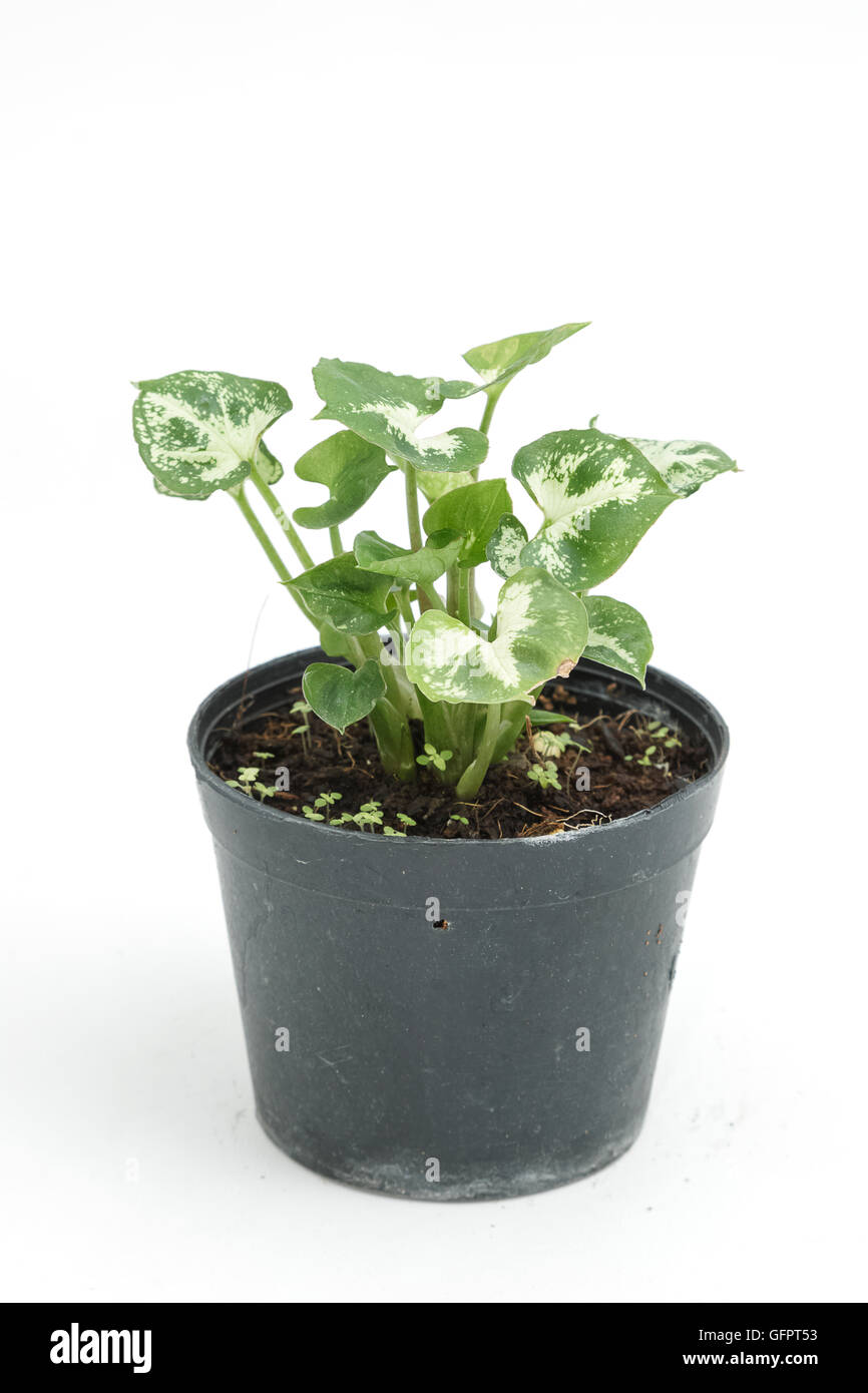 House plant in potted isolated on white background Stock Photo - Alamy