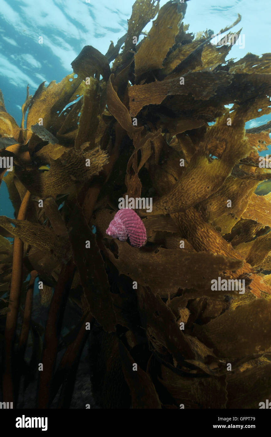 turban shell brown kelp underwater Stock Photo