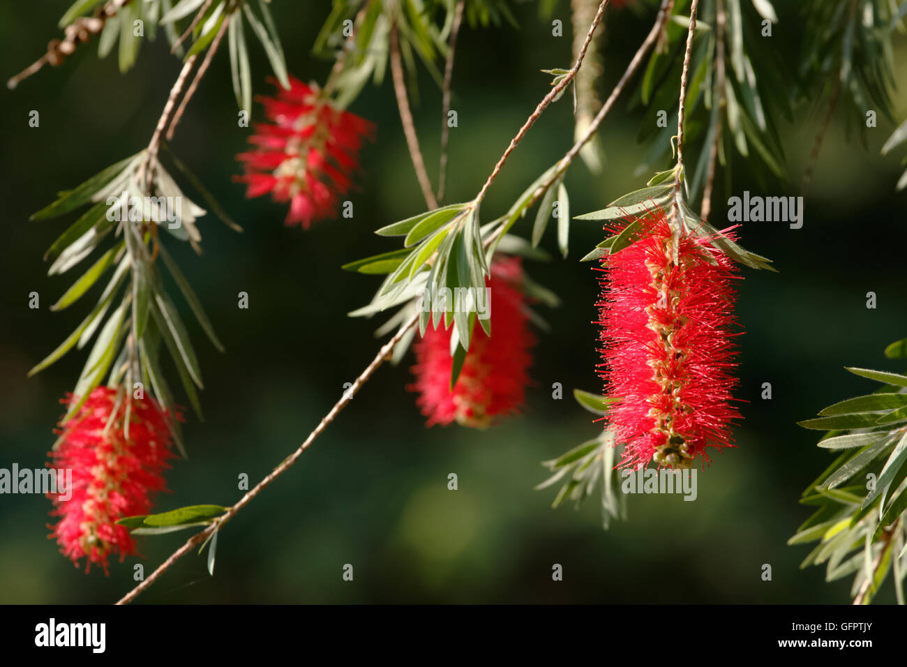 Weeping bottle brush red flower. Myrtaceae family Stock Photo