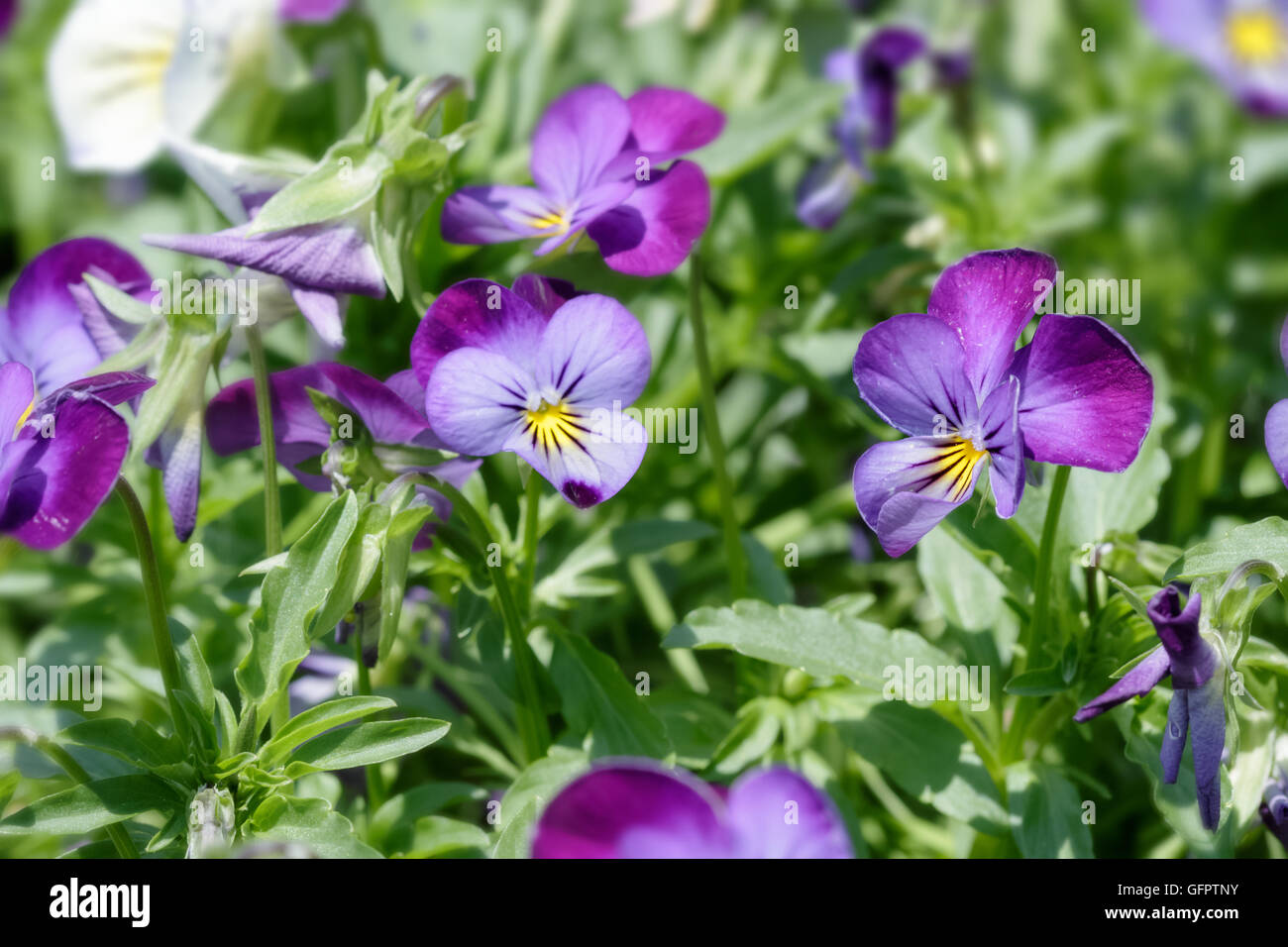Pansy flower plant natural background, spring time Stock Photo - Alamy