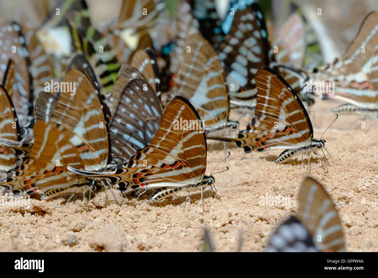 Diversity of butterfly species,Butterfly eating Salt licks on ground at