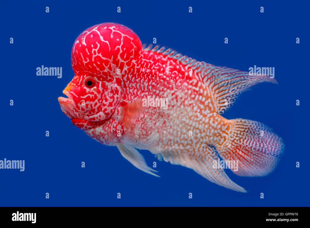 Close up Flowerhorn Cichlid fish on blue background Stock Photo