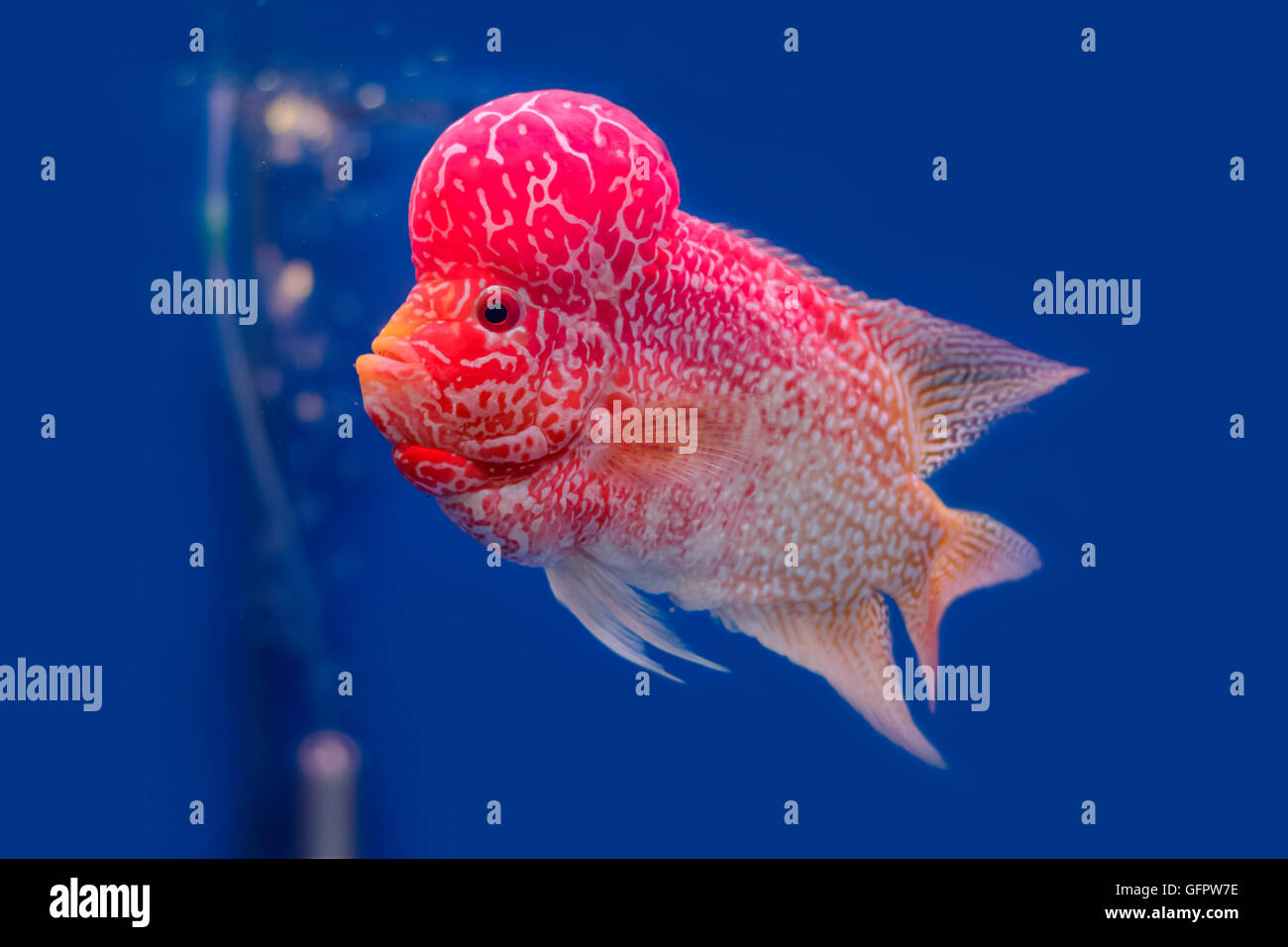 Close up Flowerhorn Cichlid fish on blue backgroundater Stock Photo