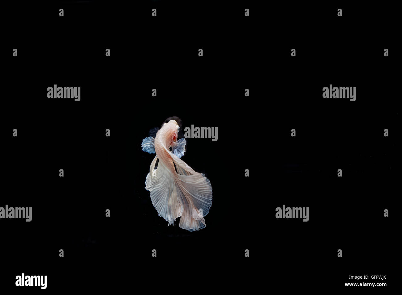 moving moment of white siamese fighting fish isolated on black background Stock Photo