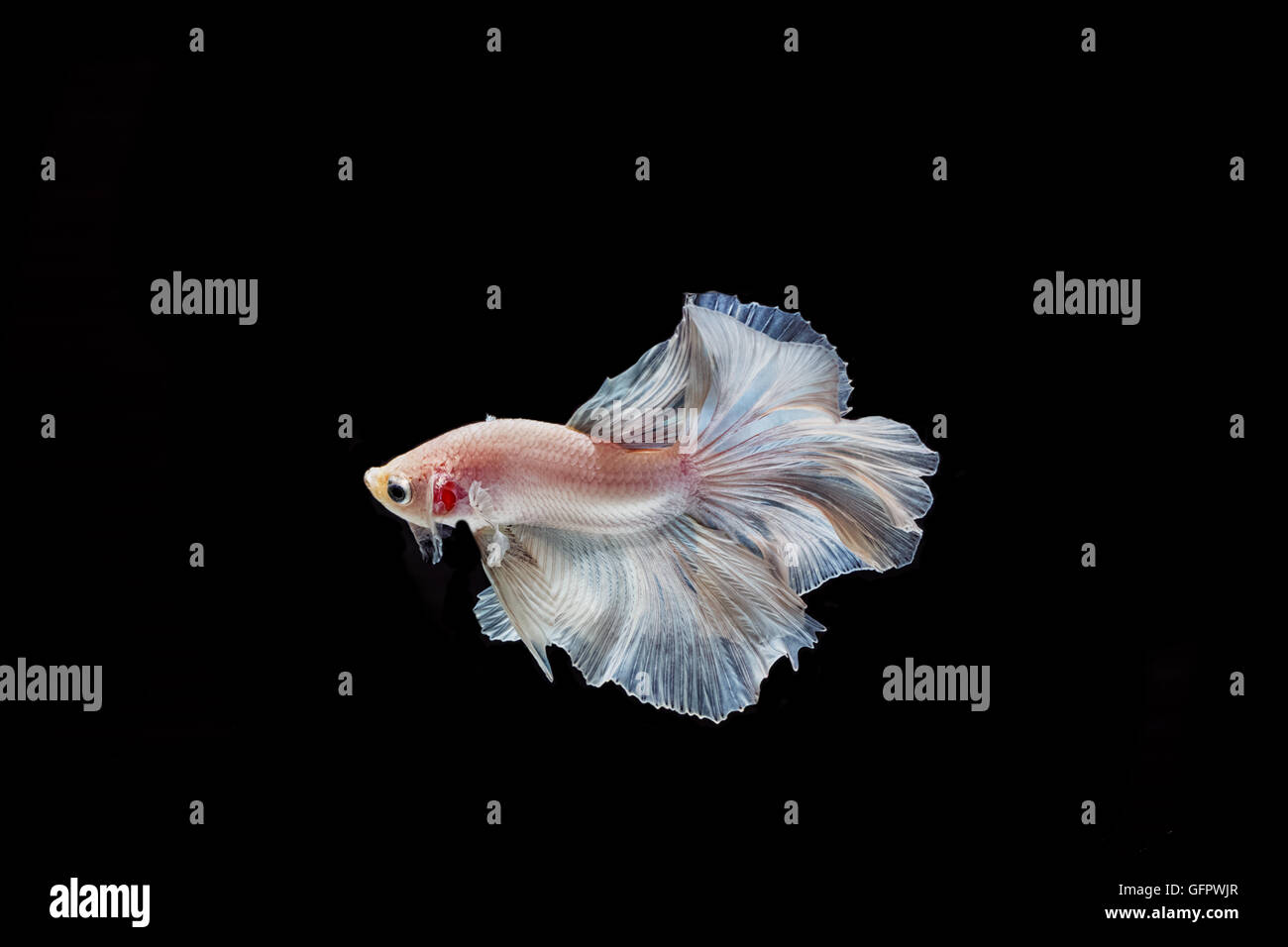 moving moment of white siamese fighting fish isolated on black background Stock Photo
