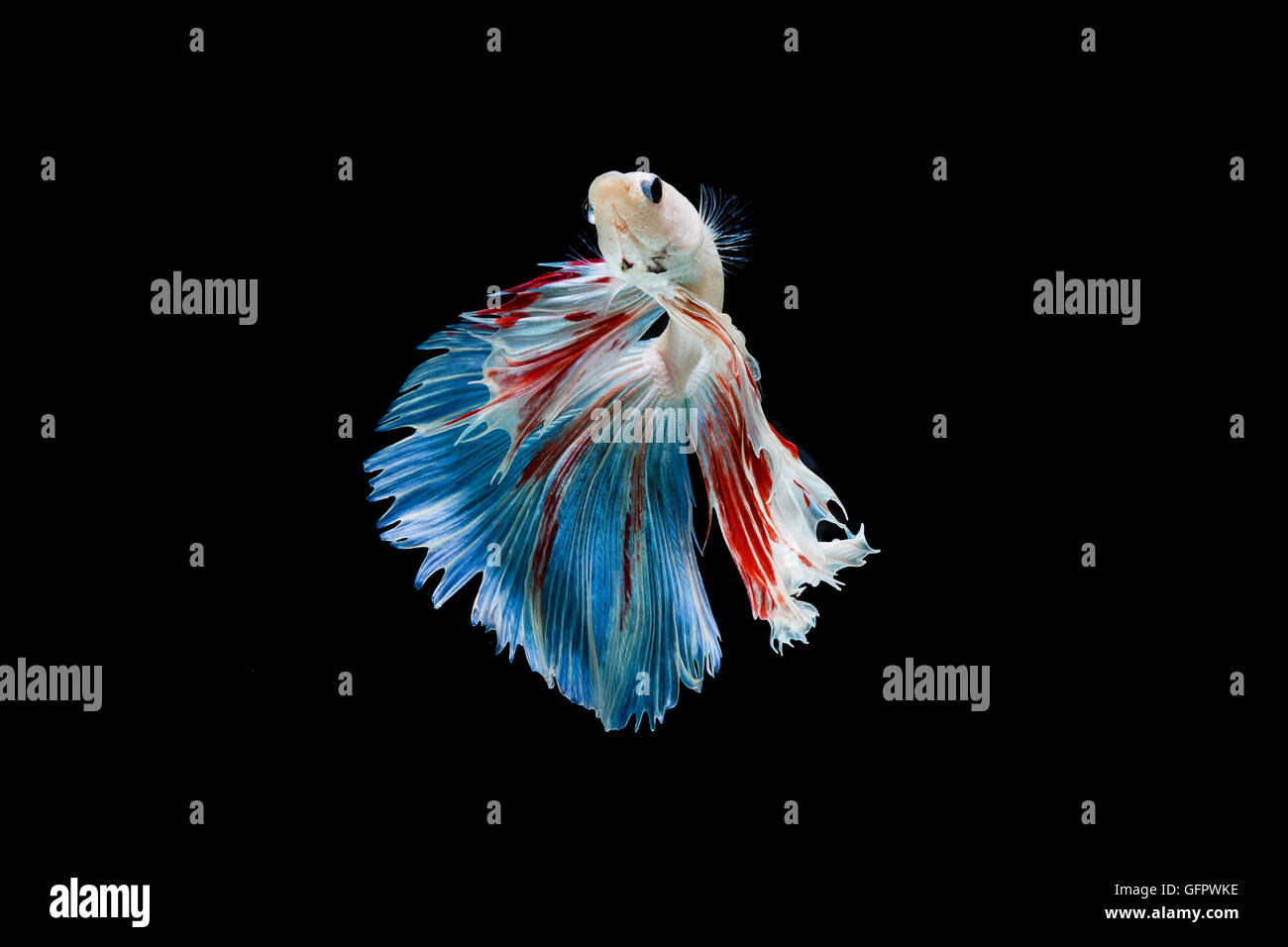 Moment of betta fish, siamese fighting fish isolated on black background Stock Photo