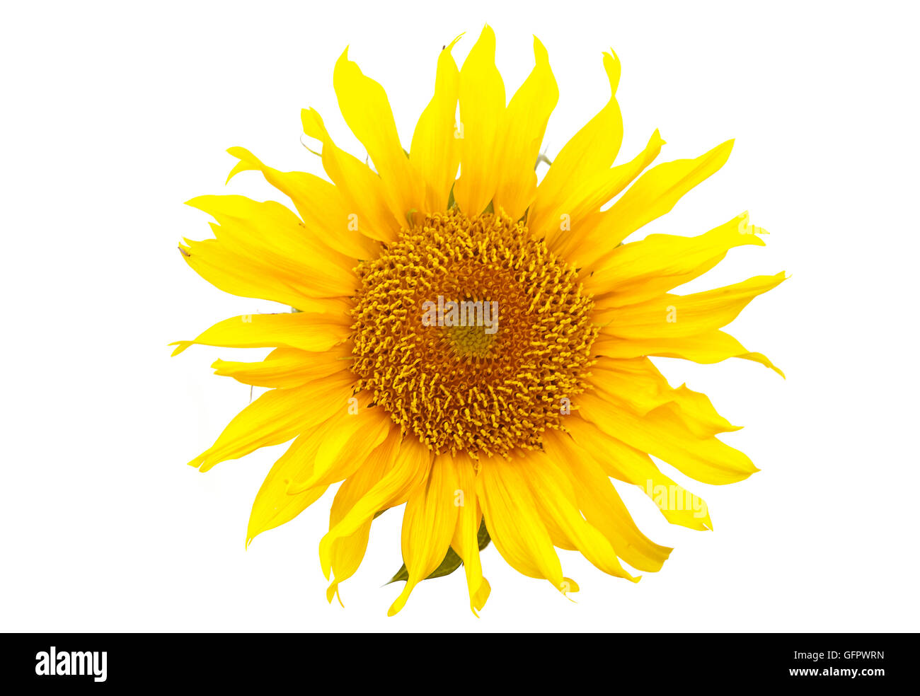 Sunflower isolated on white background Stock Photo - Alamy