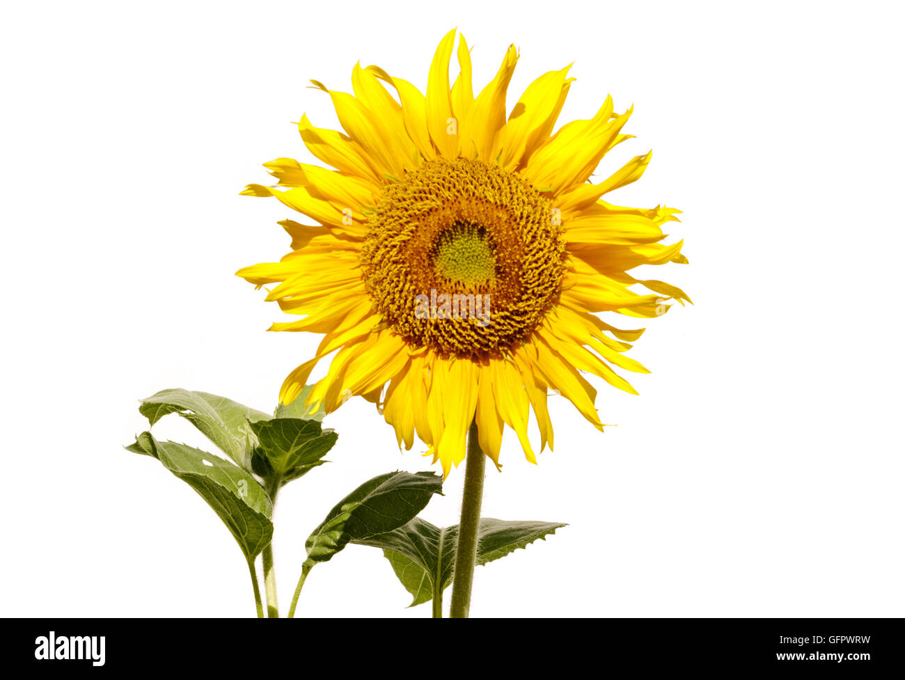 Sunflower isolated on white background Stock Photo - Alamy