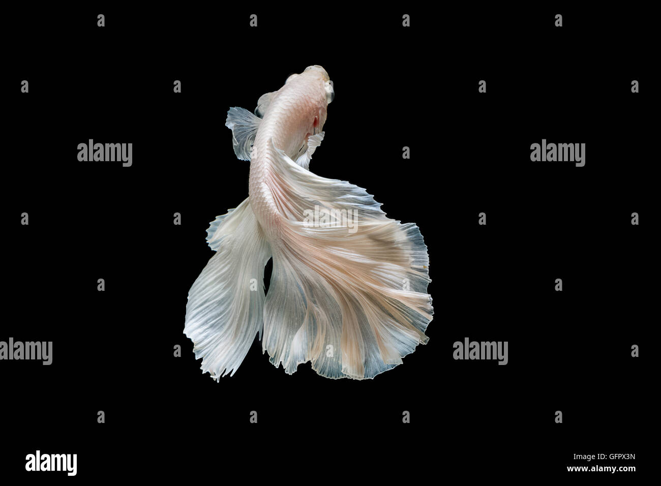Moment of betta fish, siamese fighting fish isolated on black background Stock Photo