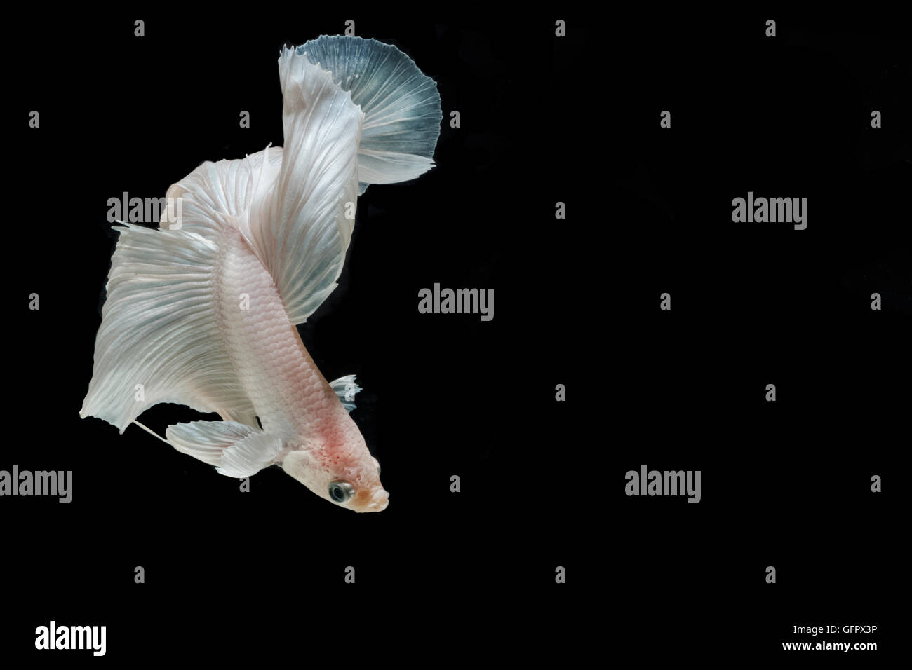 Moment of betta fish, siamese fighting fish isolated on black background Stock Photo