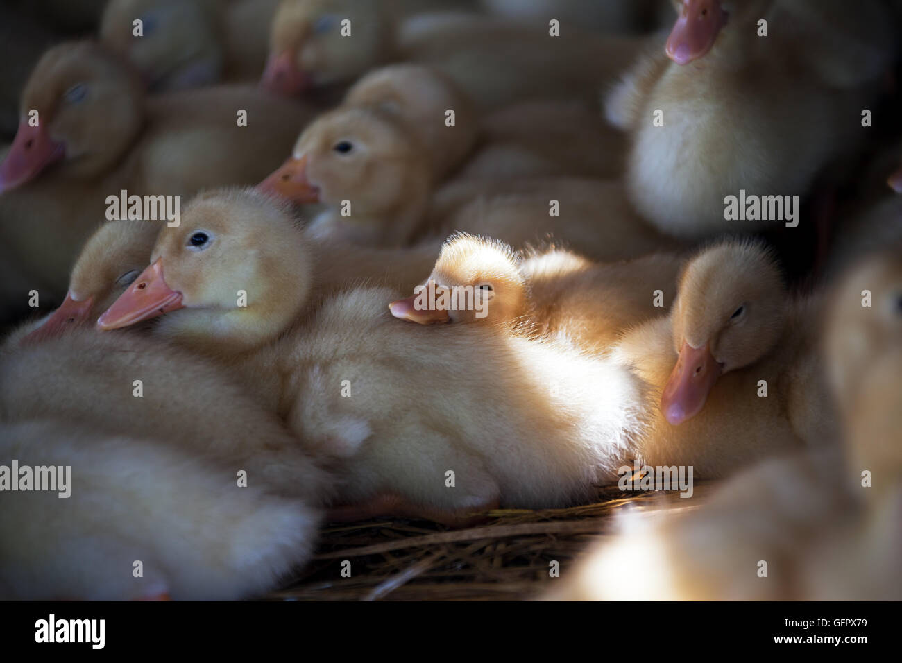 Sleeping cute duckling Stock Photo Alamy