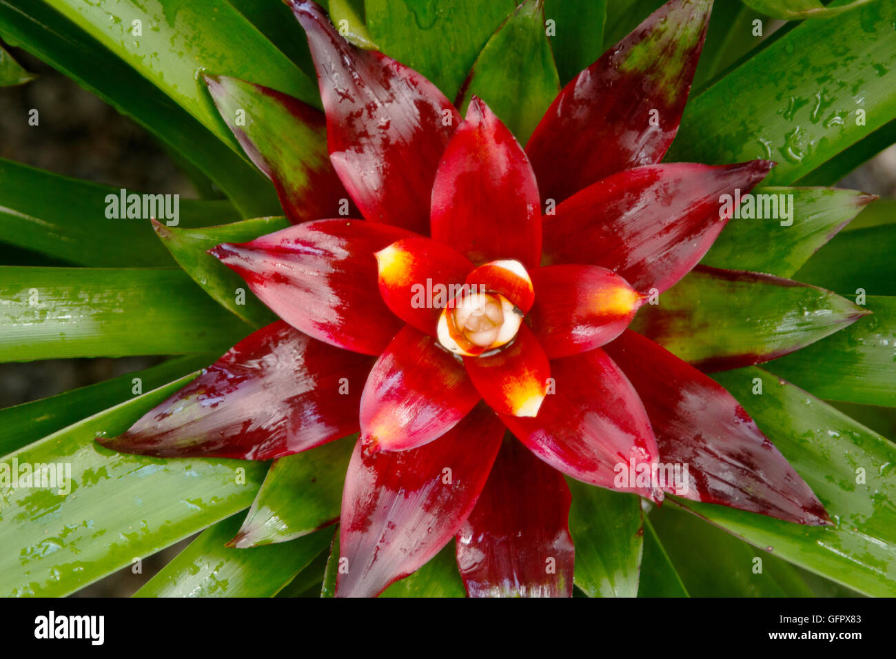 Bromeliad or Urn Plant ,nature background Stock Photo