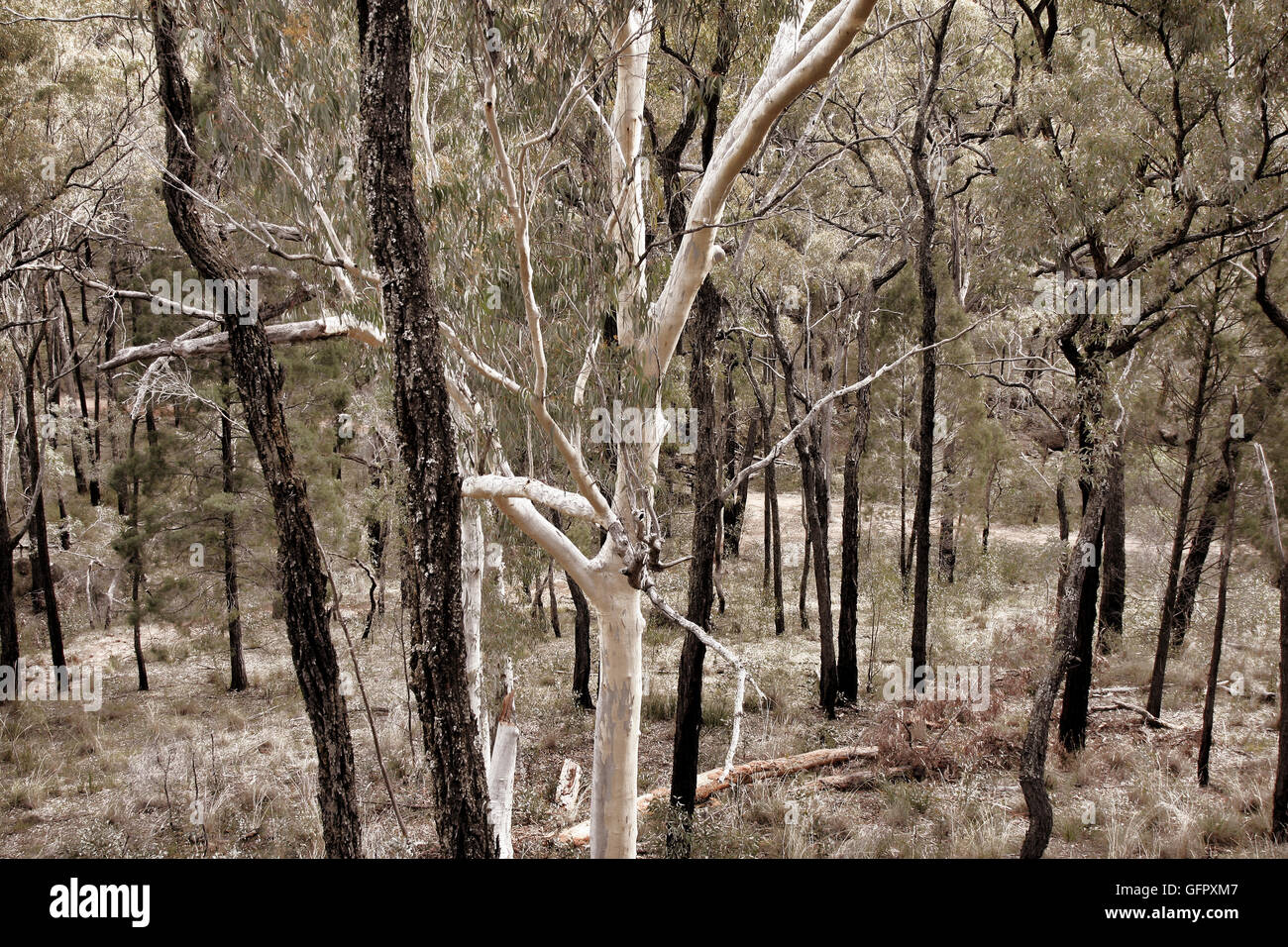beautiful native bush trees growing in Australia Stock Photo